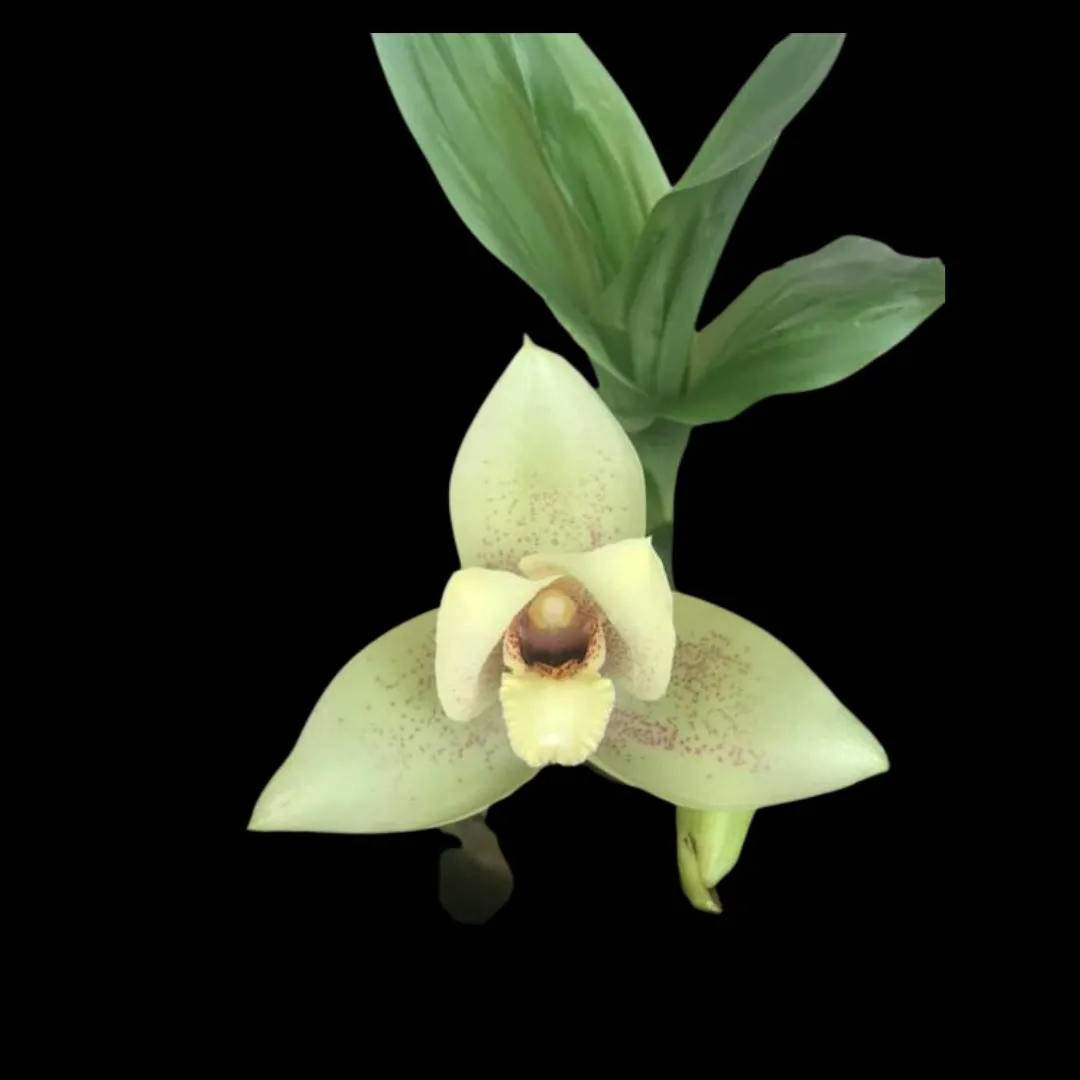 Lycaste × imschootiana