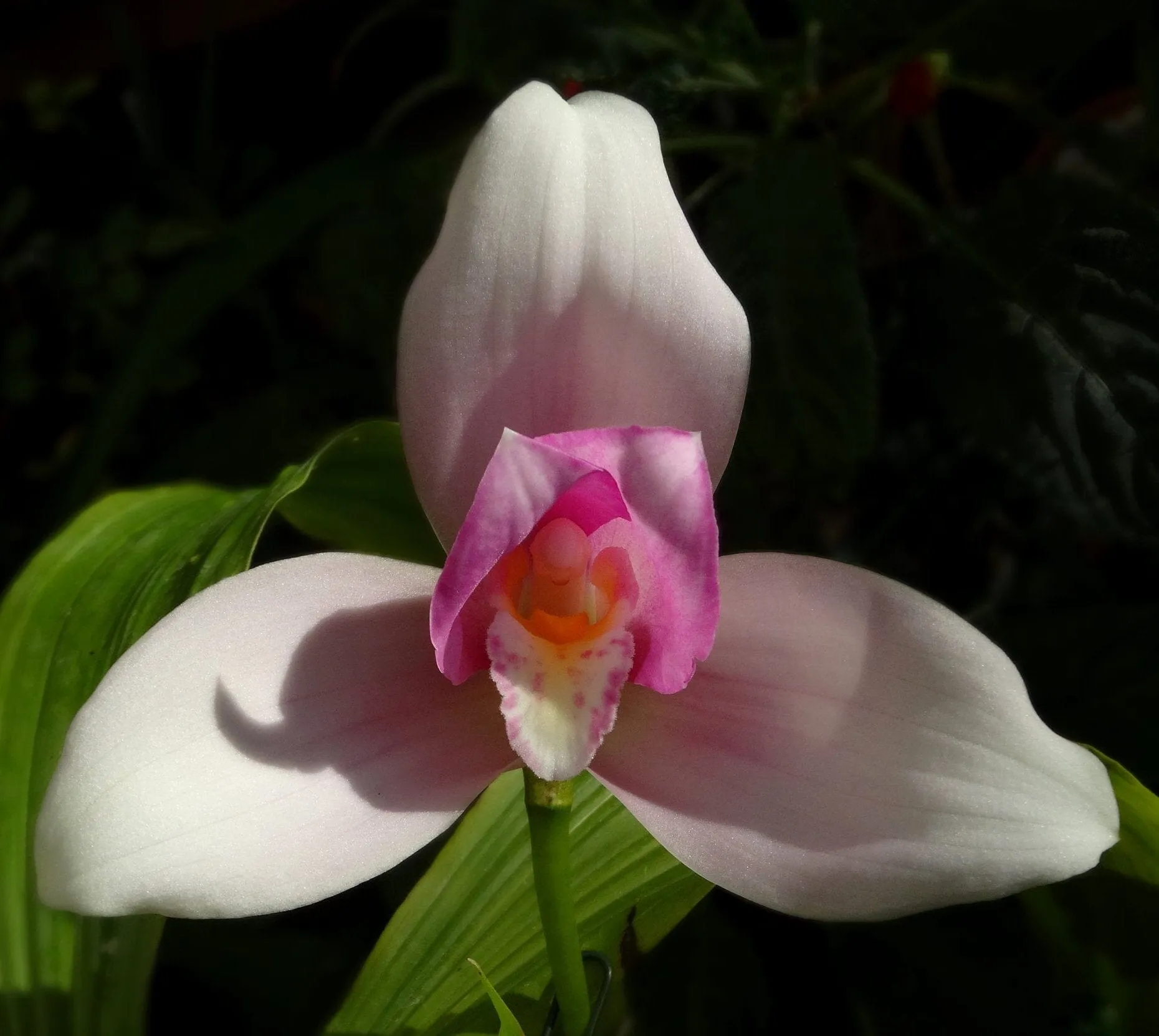 Lycaste × imschootiana